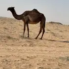 بكره للبيع