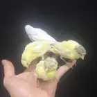 فروخ كناري غر تم البيع