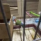 طيور للبيع