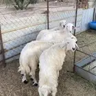 خرفان صفر بلدي