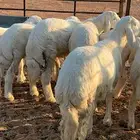 خرفان حريات