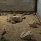 قطا نغاق