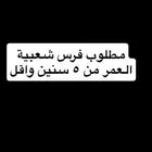 مطلوب فرس شعبية مشروطه من جميع العذاريب