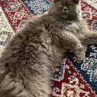 قطوه