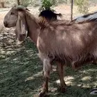ثلاث تيوس للبيع جملة