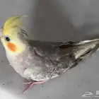 كروان هولندي اليف