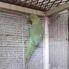 للبيع الدره هندي