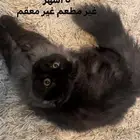 قطط للتبني مكس سكوتش شيرازي