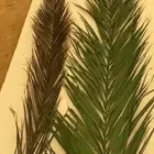 ورق نخل محنط ومجفف