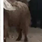 ثلاث معزا مفقودة في حي المحمدية