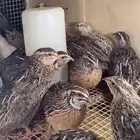 فري بلدي نظيف