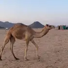 قعود هجن حر