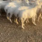 غنم رفيد طيبه وسمان ماهيب دفيع 30راس