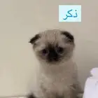 كيتن سكوتش فولد