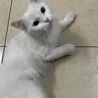 قط شيرازي للانقاذ (وجدته مفقود)