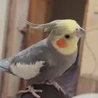 طير كروان كوكتيل