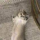 ثلاثه كتن سكوتش فولد والام