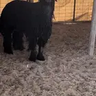 فحل ادغم خصمم الخصمم