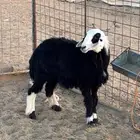 رخل فل شحم
