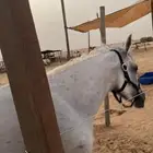 فرس شعبي