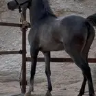 مهر شعبي شيخ
