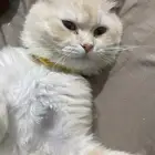 قط للتبني وجميع الاغراض موجوده