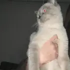 قط هاف سكوتش للبيع