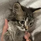 شيرازي تايقر للبيع مع جميع اغراضه 500