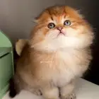 سكوتش فولد قولد كيتن انثى ذكر قطط للبيع هملايا شيرازي قطه