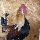 دجاج عربي ترثه اصيل فري