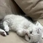 كتن سكوتش فولد