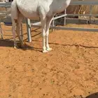 بكرره وضحاء كفووو