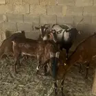 غنم