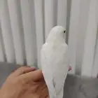 روز البينو تم البيع