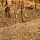 للبيع القحه الكفو البكر