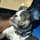 فرنش بول دوغ French bulldog tricolor