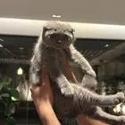 قطه 4 اشهر سكوتش فولد 500