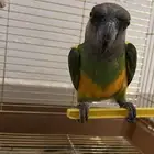 ببغاء سنغالي