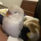 طير روز ذابحه الزحف