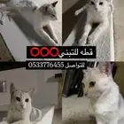 قطه لتبني