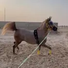 عسافه خيل