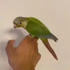كنيور اليف