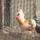 دجاج بلدي بياض