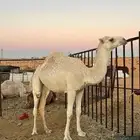 بكره لقييه على الهدب