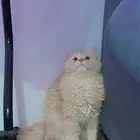قطه لتبني