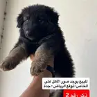 كلب جيرمن شيبرد