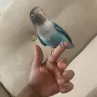 الموقع تمير