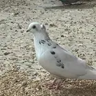 زوج قطيفي وزوج قمري ياكريم