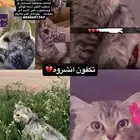 قط ضايع بمخطط البساتين الي يلقاه يتواصل معنا