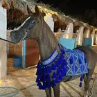 فرس شقراء واهو